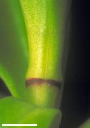 Veronica rakaiensis. Leaf bud with no sinus. Scale = 1 mm.
 Image: W.M. Malcolm © Te Papa CC-BY-NC 3.0 NZ